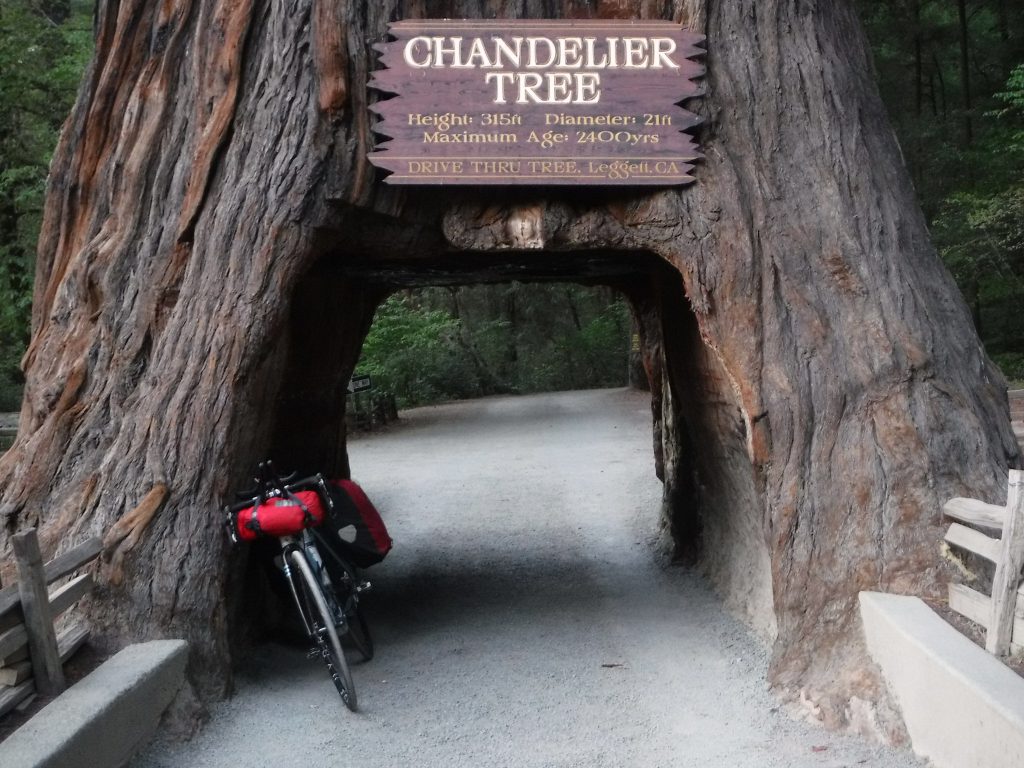Bicycle and a drive-thru redwood tree
